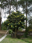 Paisajismo Hacienda La Gavia