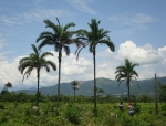 Estudio Ambiental Plan Parcial Hacienda Rosablanca